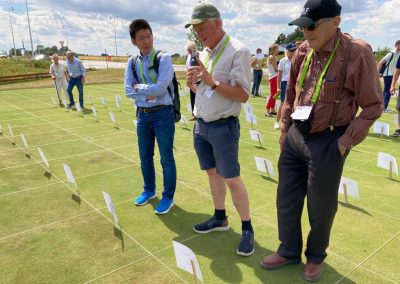 Asesoría en Césped