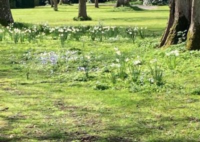 Asesoría en Césped