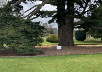 Asesoría en Césped