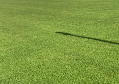 Asesoría en Césped