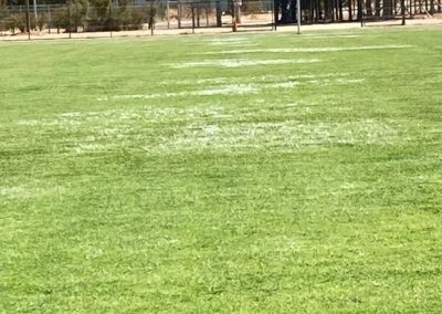 Asesoría en Césped