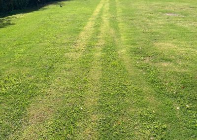 Asesoría en Césped