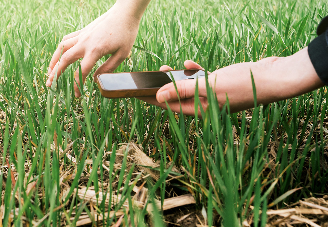 Asesoría en Césped - Nosotros